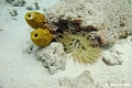Barbados Dive 4